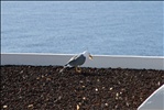 La Gomera - Januar 2009